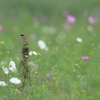 秋桜と野鶲（ノビタキ）