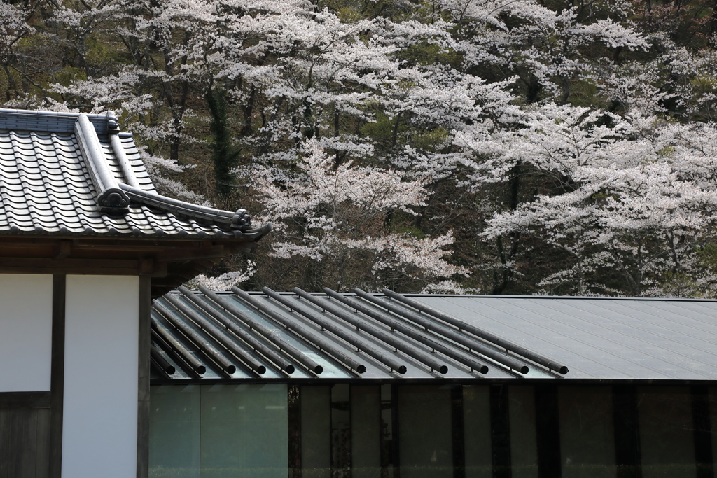 那須歴史探訪館と桜 （渋）