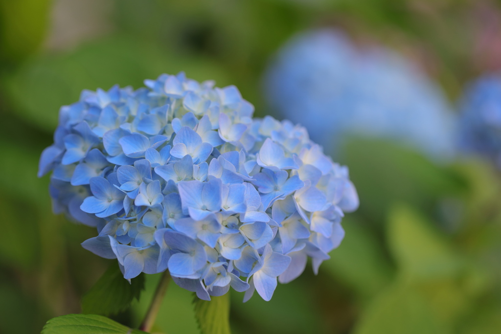 うちの紫陽花