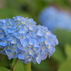 うちの紫陽花
