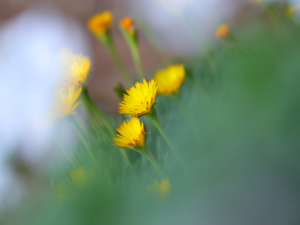 うちの三時草