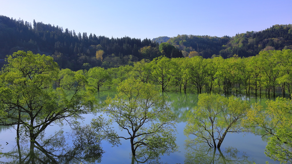 白川湖水没林百景 VII