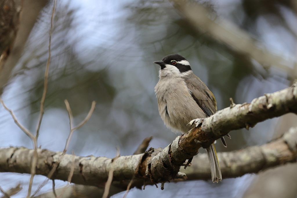 Strong-billed Honeyeater③