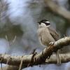 Strong-billed Honeyeater③