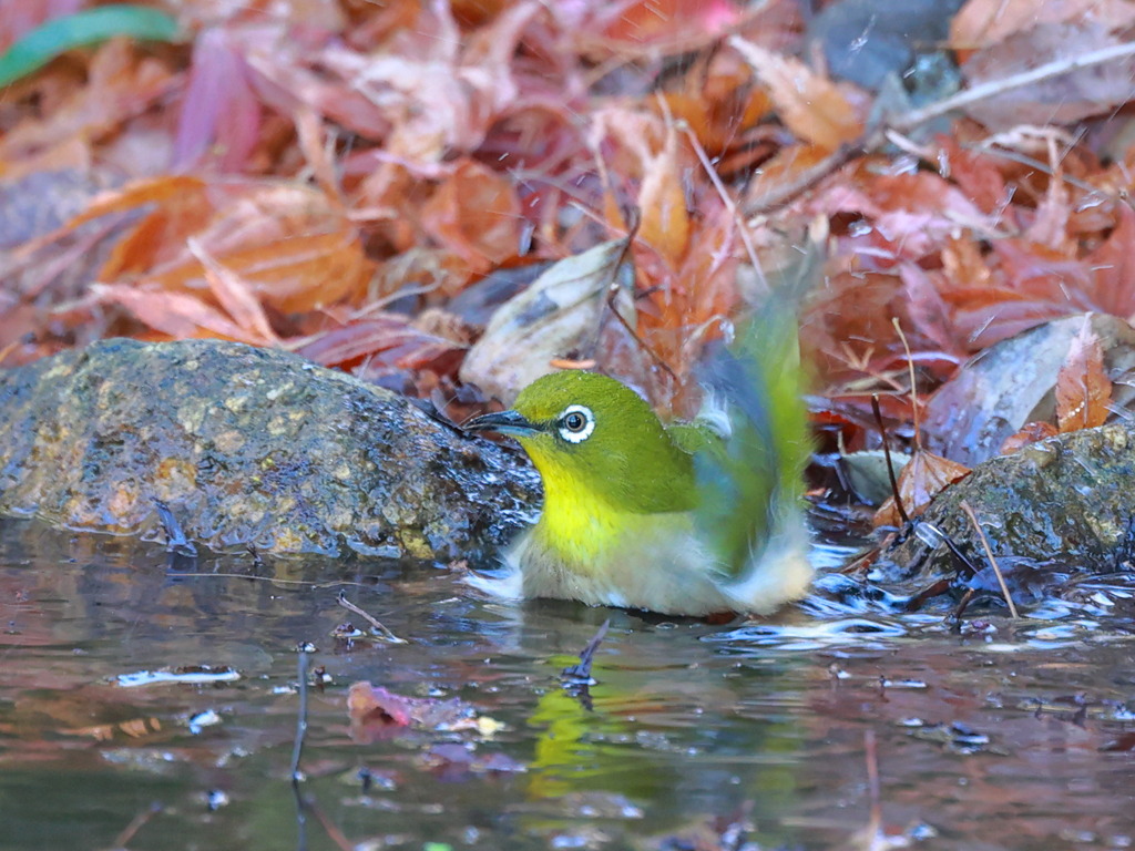 高速洗鳥