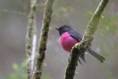 Pink Robin③