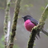 Pink Robin③