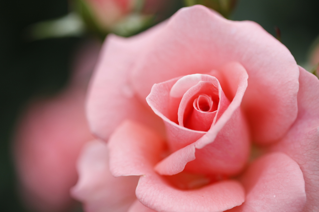 薔薇　彩々 VI
