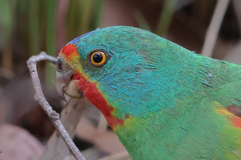Swift Parrot　（オトメインコ）