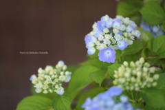 蝦夷紫陽花（神代植物公園）