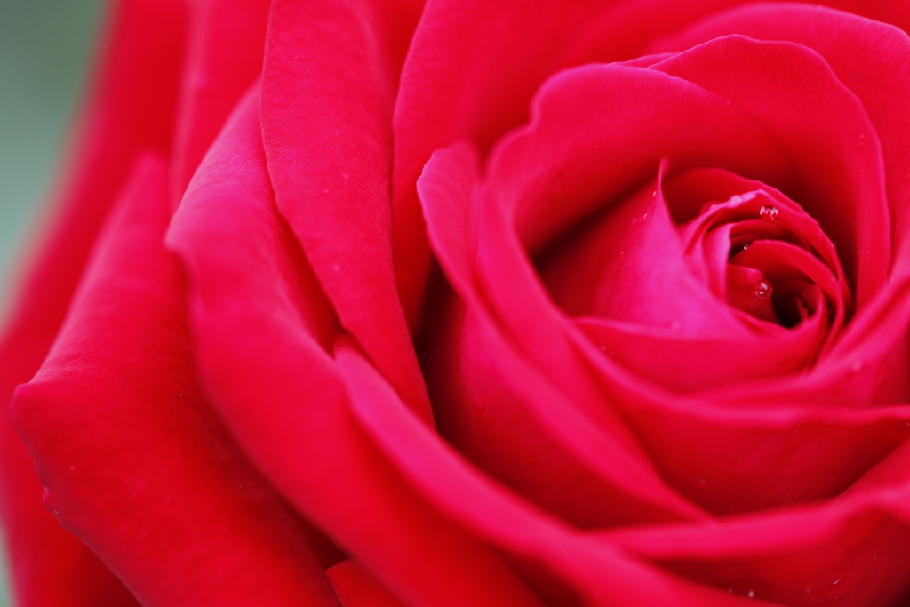 薔薇　彩々 I