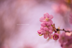 河津桜（カタクリ山公園）