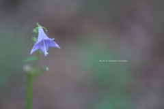 蕎麦菜（赤城自然園）