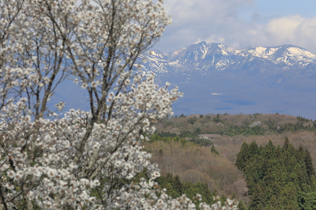 那須連山と桜