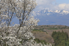 那須連山と桜