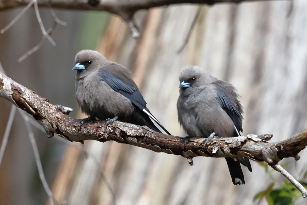 Dusky Woodswallow③