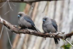 Dusky Woodswallow③