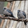 Dusky Woodswallow③