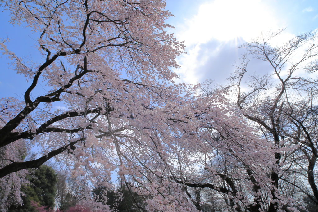 枝垂れ桜