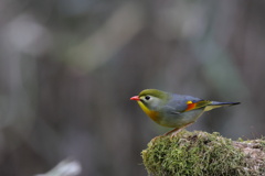 相思鳥(ソウシチョウ）