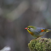 相思鳥(ソウシチョウ）