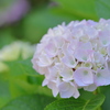 うちの紫陽花