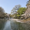 井の頭公園の休日