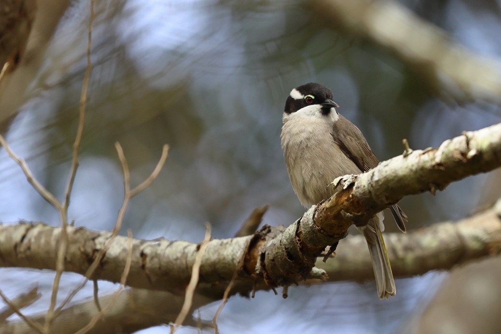 Strong-billed Honeyeater①