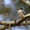 Strong-billed Honeyeater①