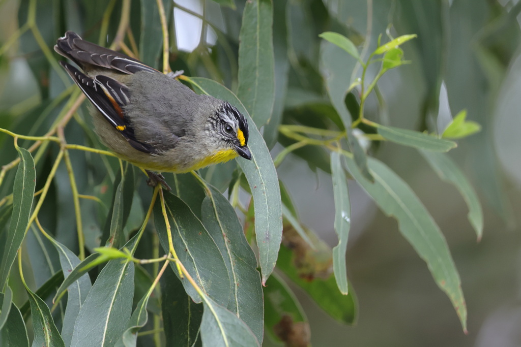 Striated Pardalote②