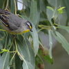 Striated Pardalote②