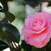 乙女椿（神代植物公園）