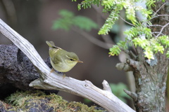 目細虫食（メボソムシクイ）