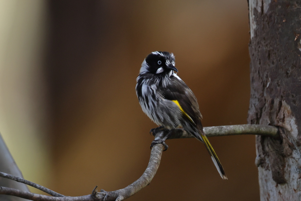 New Holland Honeyeater②