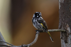 New Holland Honeyeater②