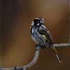 New Holland Honeyeater②
