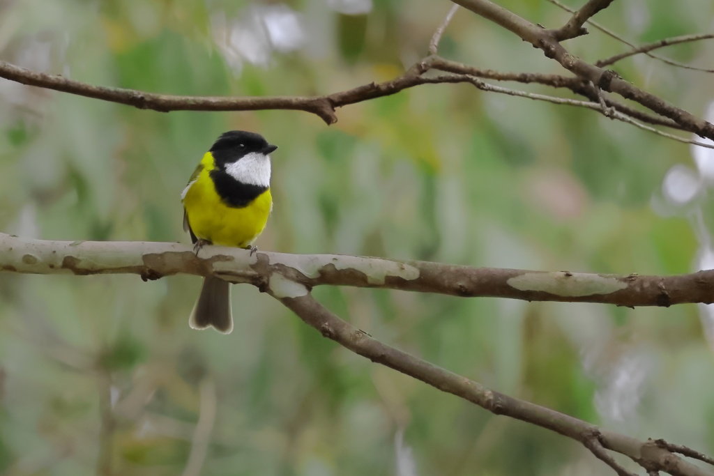 Australian Golden Whistler②
