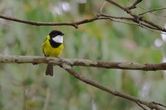 Australian Golden Whistler②