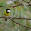 Australian Golden Whistler②
