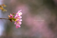 河津桜（カタクリ山公園）