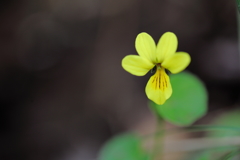 別嬪さん 黄花の駒の爪 八ヶ岳 中岳のコル～行者小屋