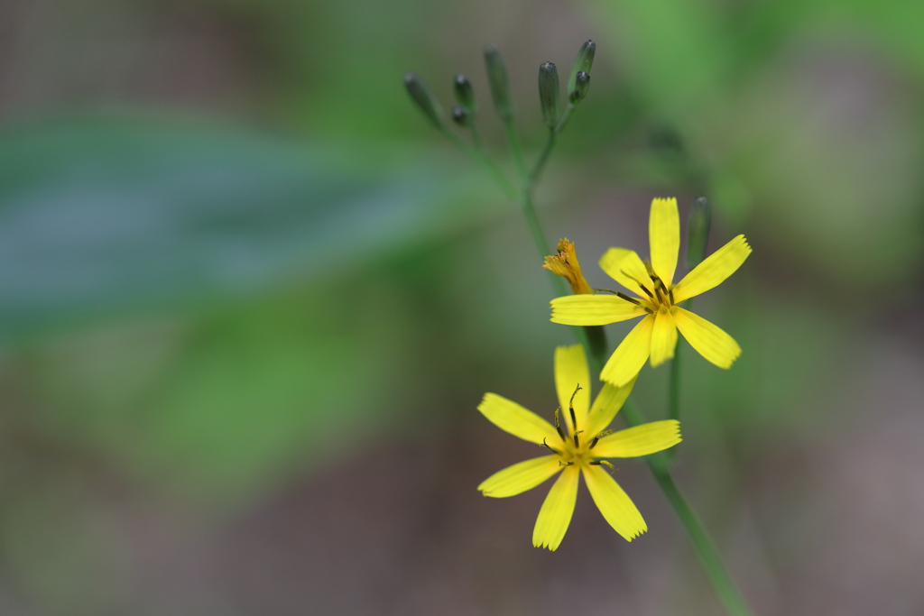 高嶺苦菜（小田代ヶ原）