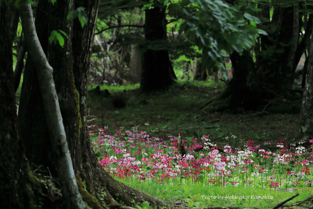 秘密の花園