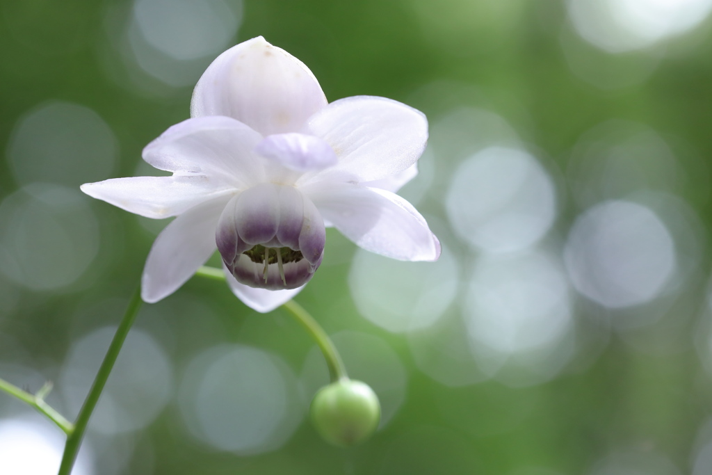 蓮華升麻（赤城自然園）