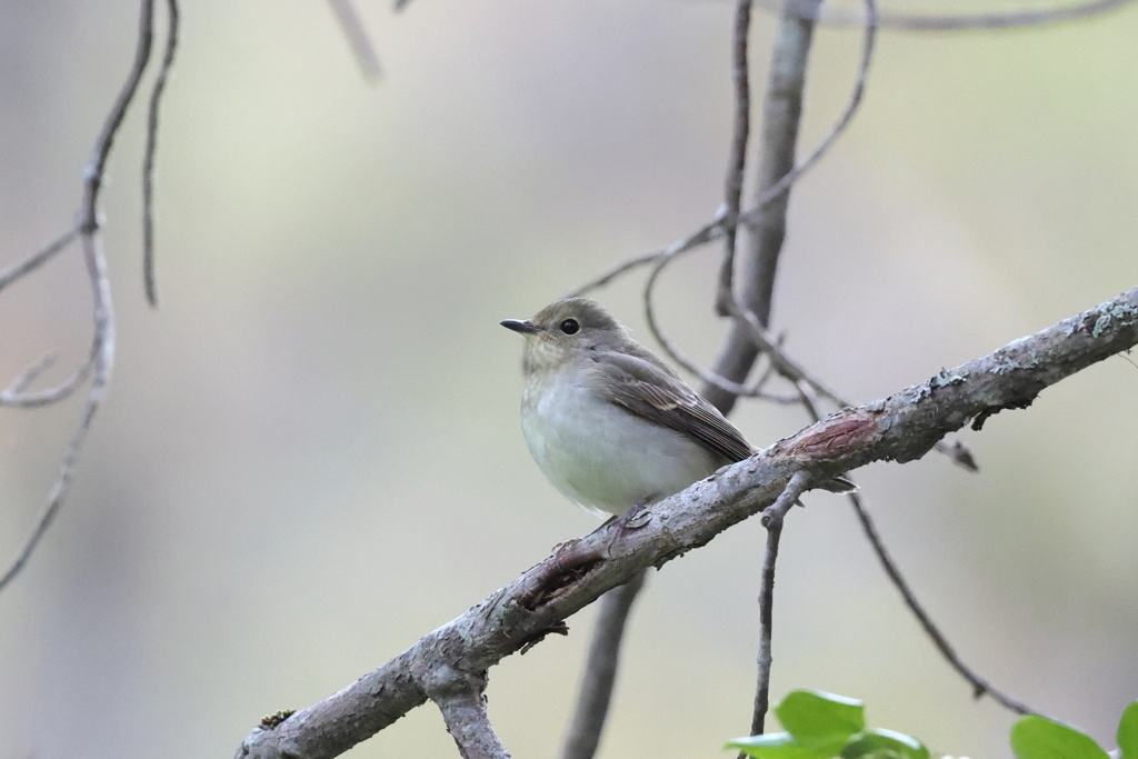 小鮫鶲（コサメビタキ）♀