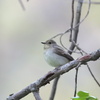 小鮫鶲（コサメビタキ）♀