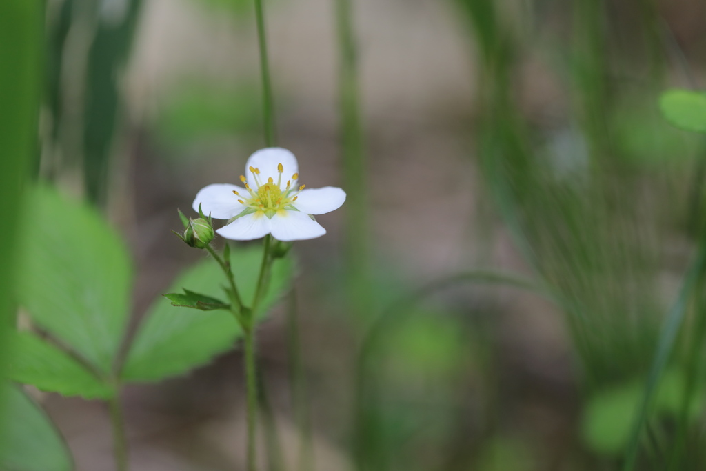 白花の蛇苺（小田代ヶ原）