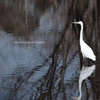 白鷺 in the pond of Monet