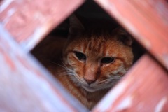 法善寺横丁 路地裏の猫