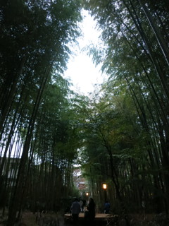 竹林